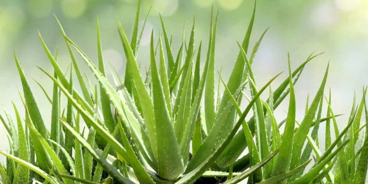 Aloe Plants | A Complete Guide  Jungle Story
