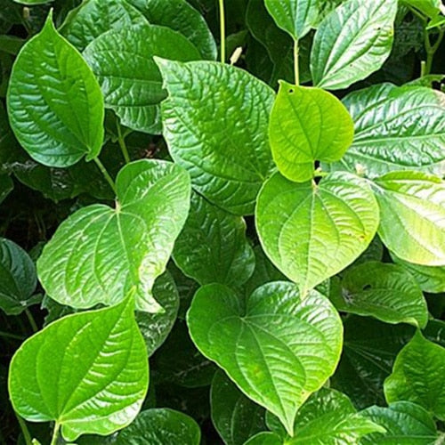 Betel Leaf (Paan) | A Guide to Growing in NZ  Jungle Story
