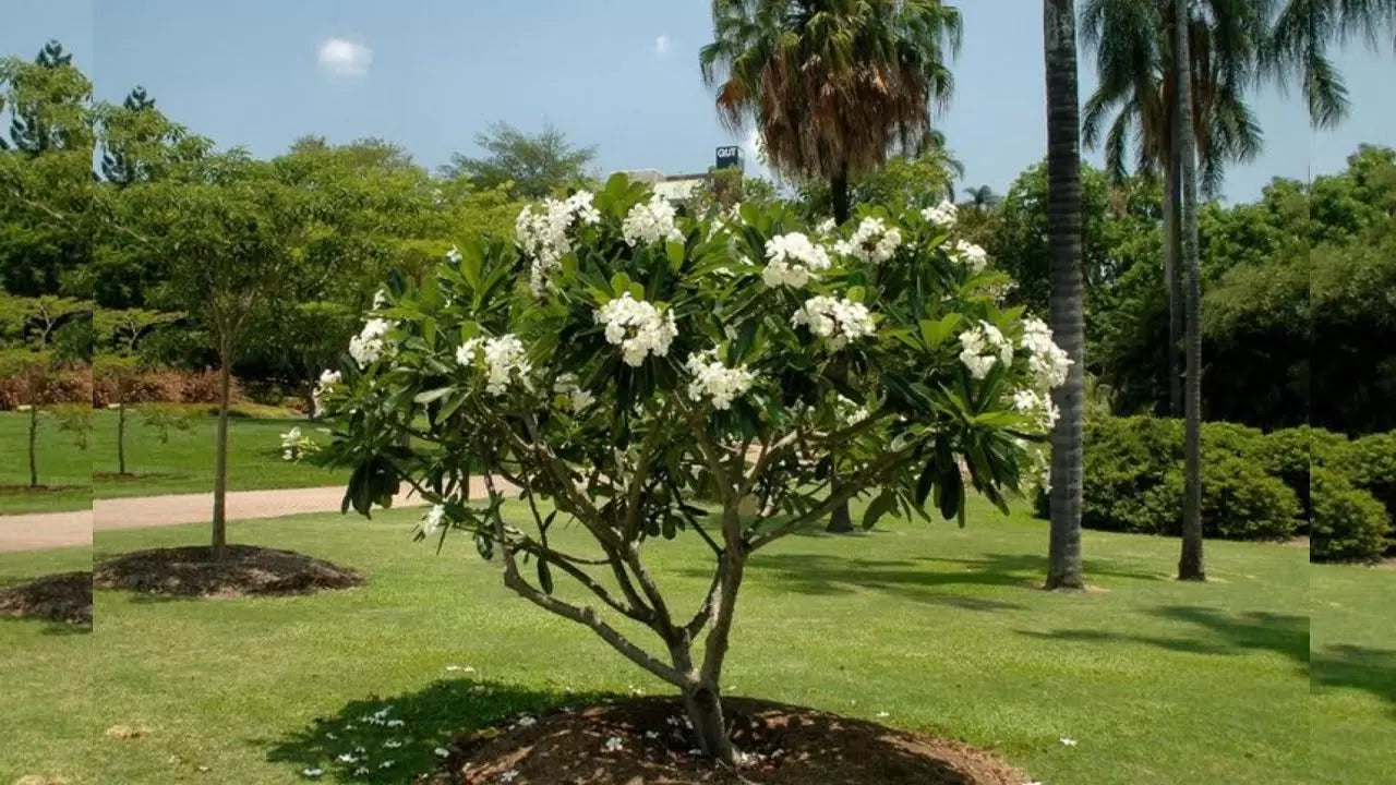 Frangipani | NZ Growing Guide  Jungle Story