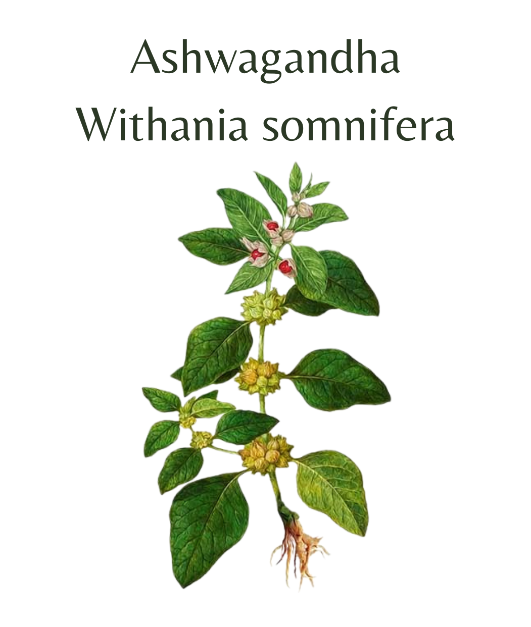 Ashwagandha - Withania somnifera (10 seeds)