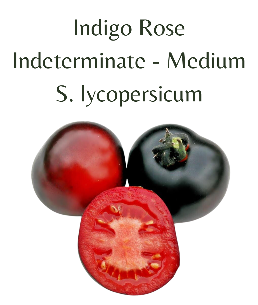Indigo Rose Tomato (10 seeds)