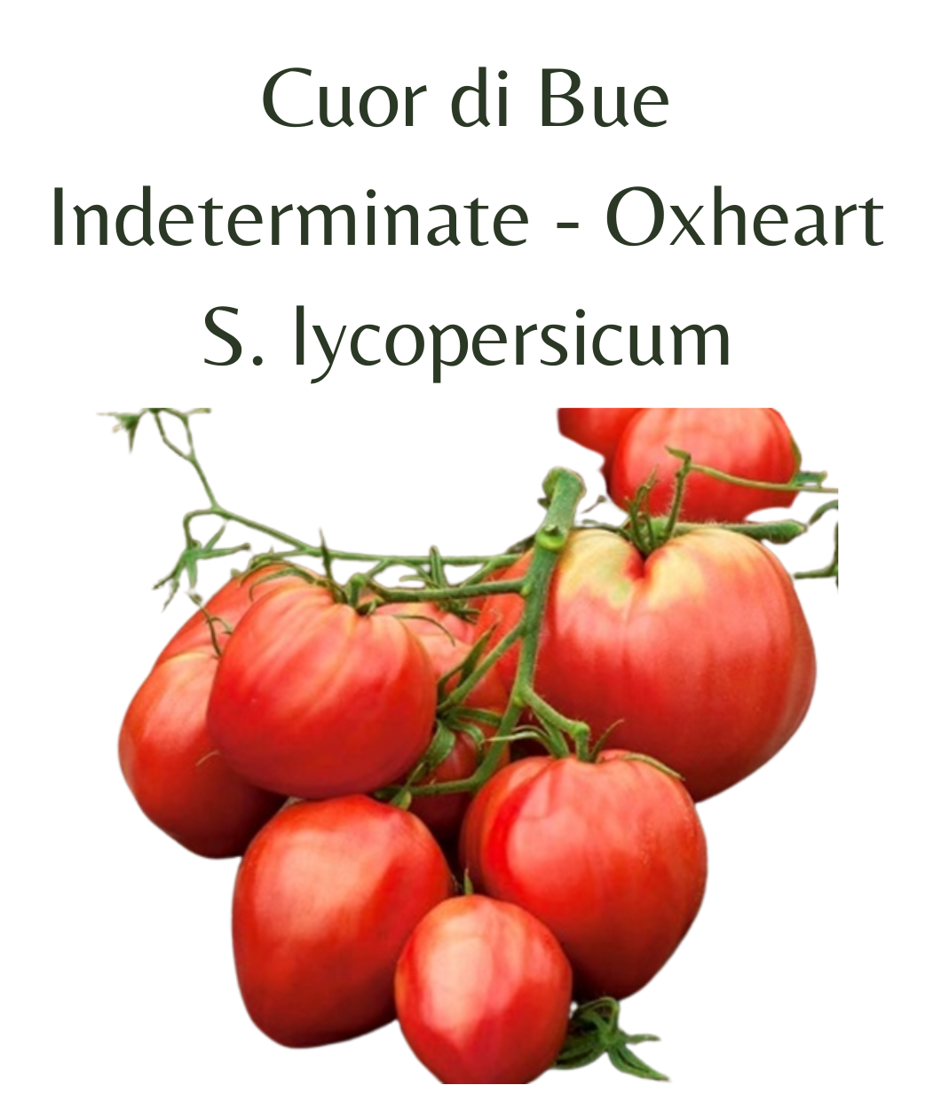 Cuor di Bue Tomato (10 seeds)
