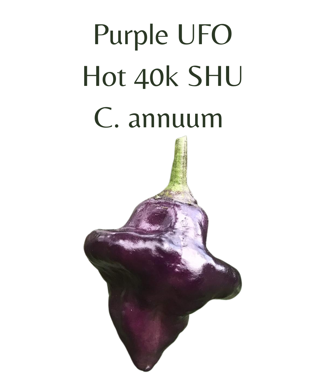 Purple UFO Chilli Seeds (10 seeds)