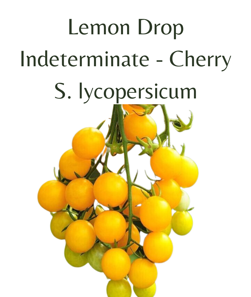 Lemon Drop - Cherry Tomato (10 seeds)