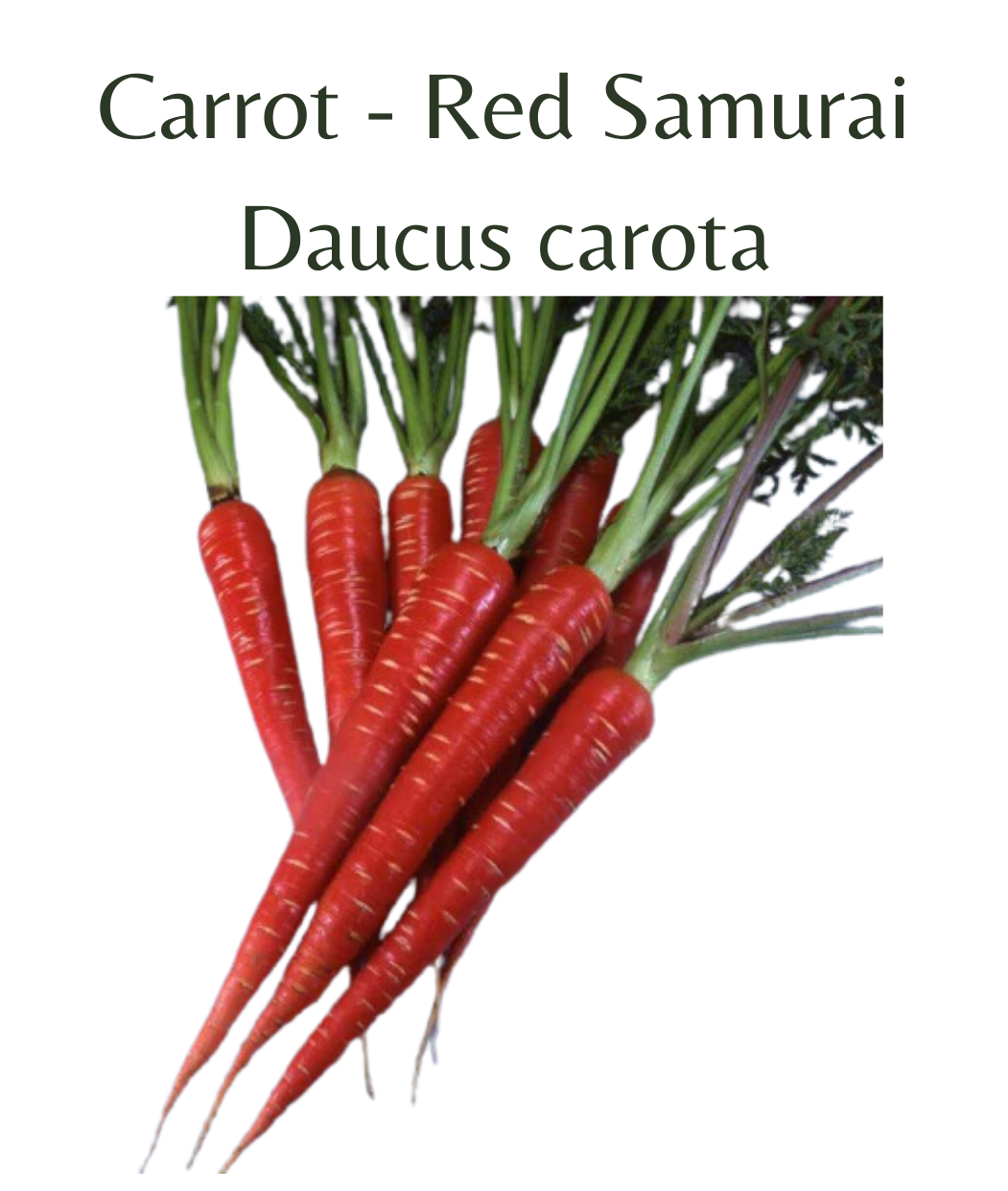 Carrot - Red Samurai (200 seeds)
