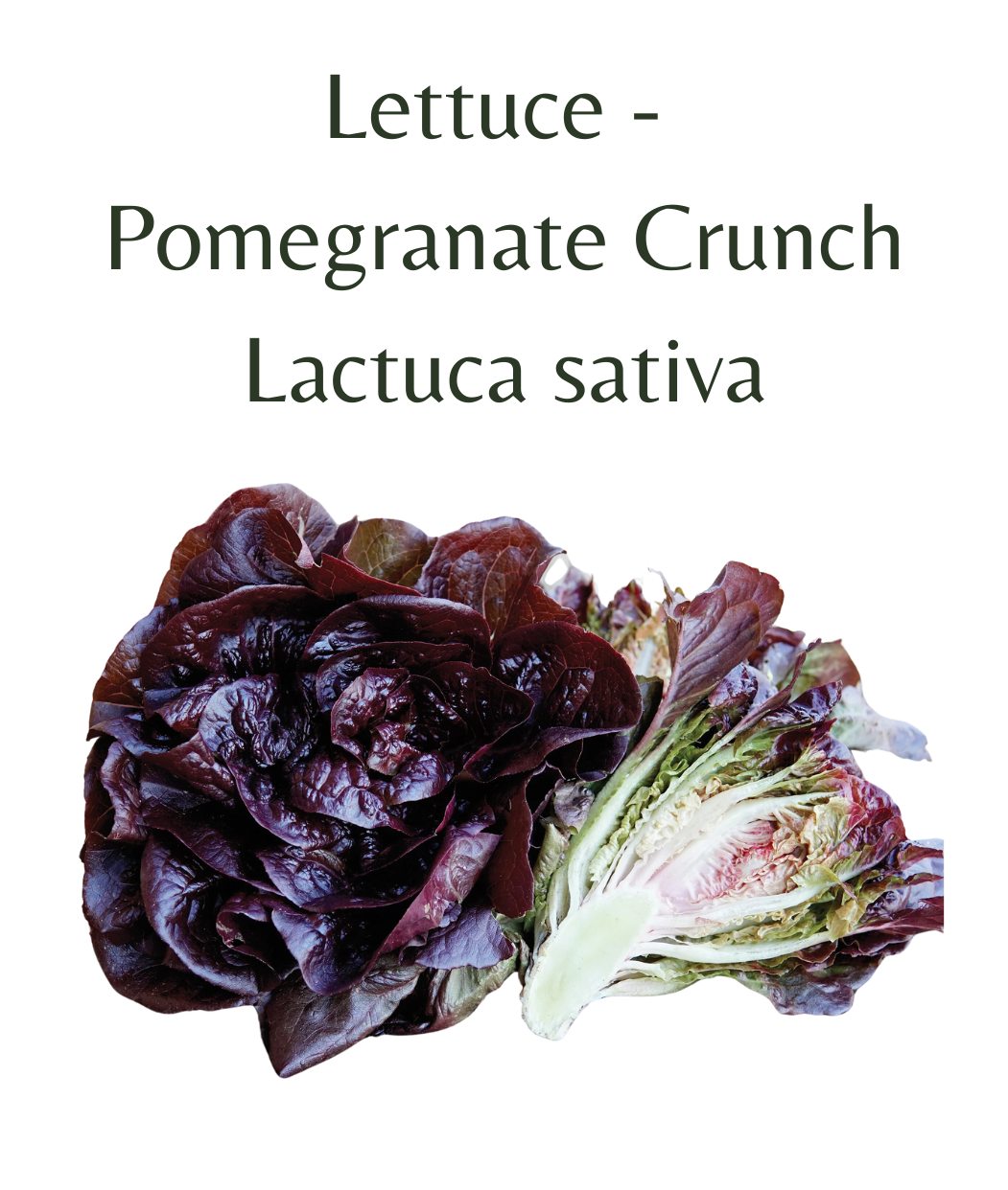 Lettuce - Pomegranate Crunch (75 seeds)