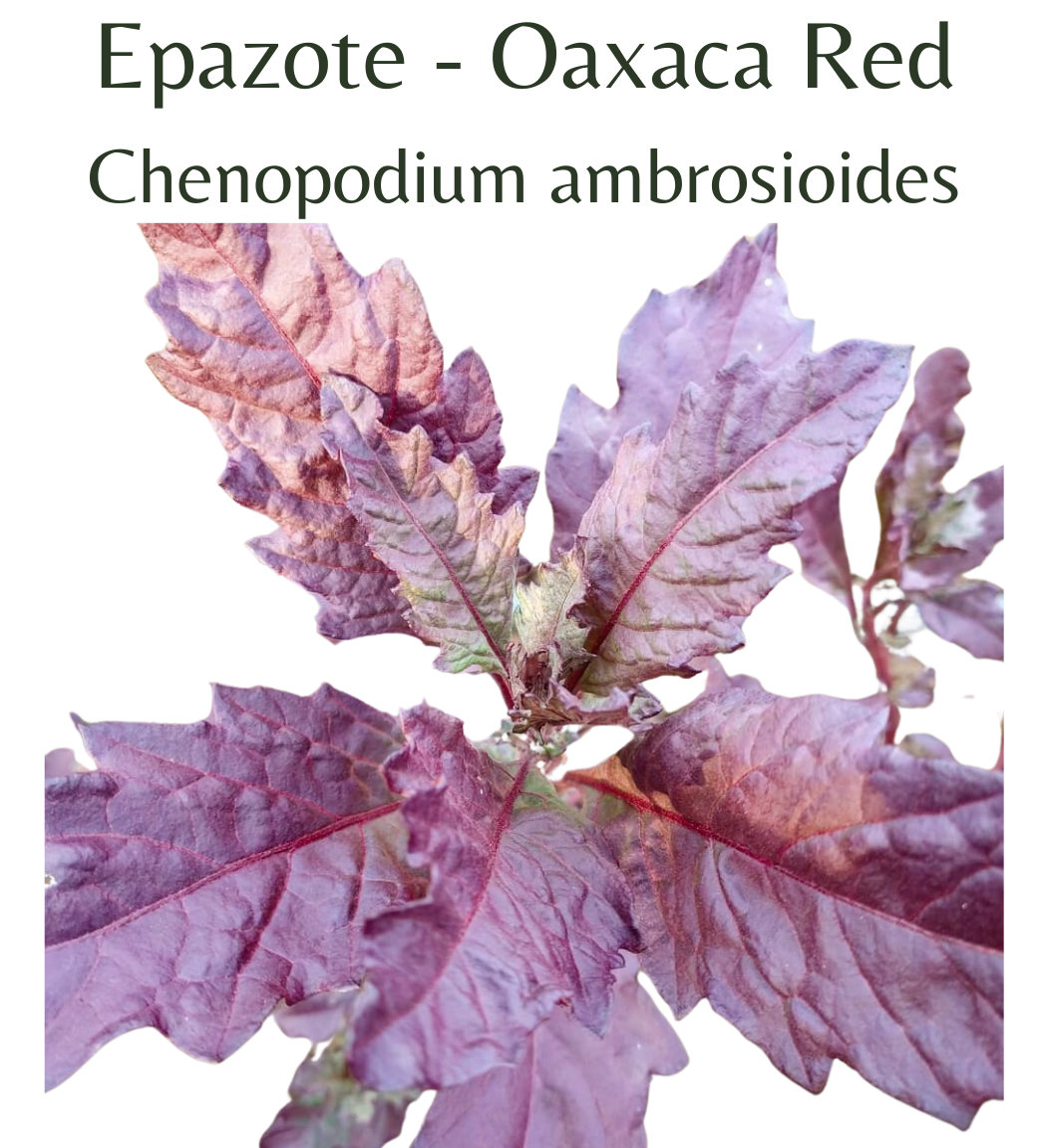 Epazote - Oaxaca Red (50 seeds)
