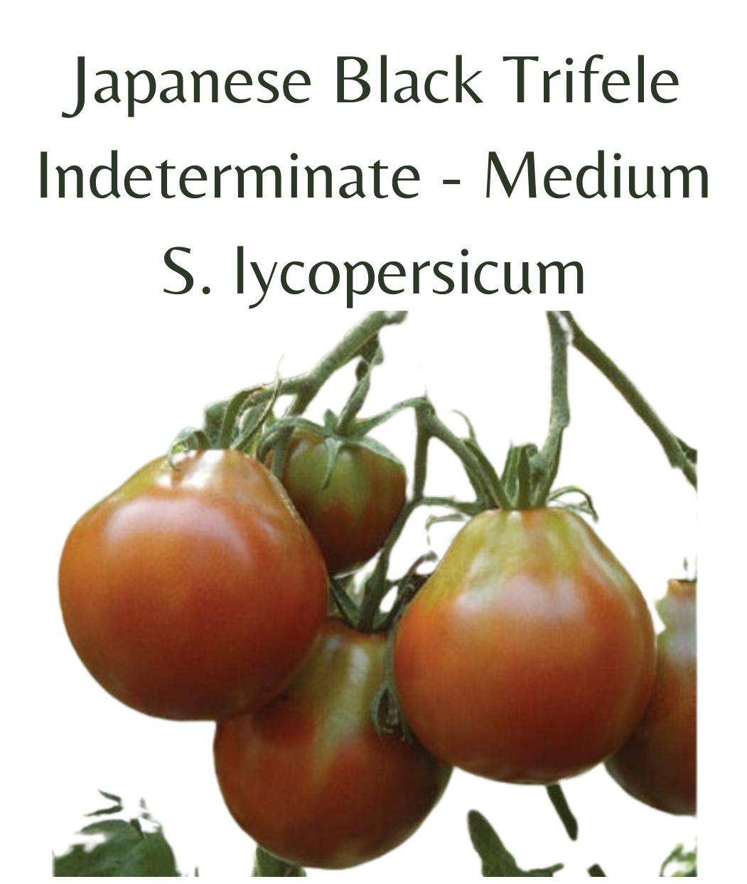 Japanese Black Trifele Tomato (10 seeds)