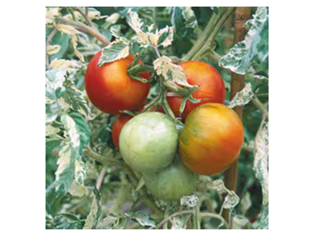 ?!label-Indicative photo