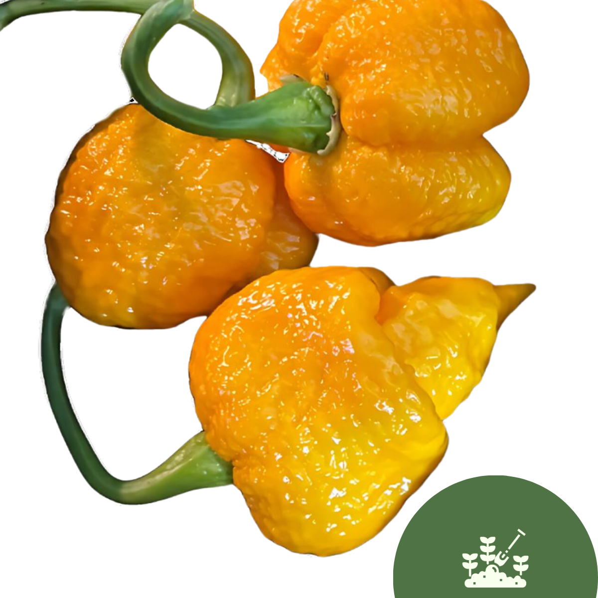 7 Pot Jonah - Yellow Chilli Seeds (10 seeds)