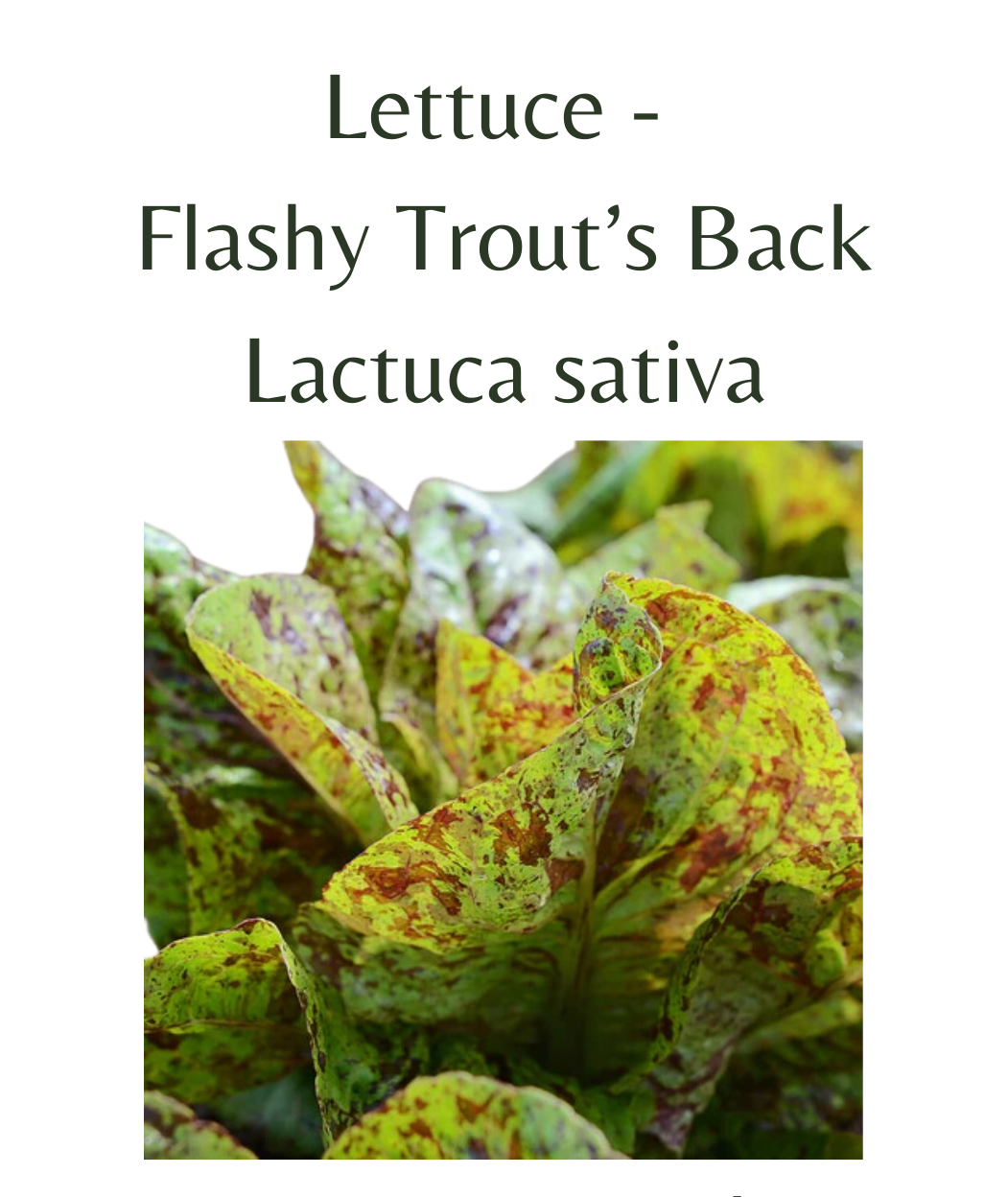 Lettuce - Flashy Trout’s Back(150 seeds)