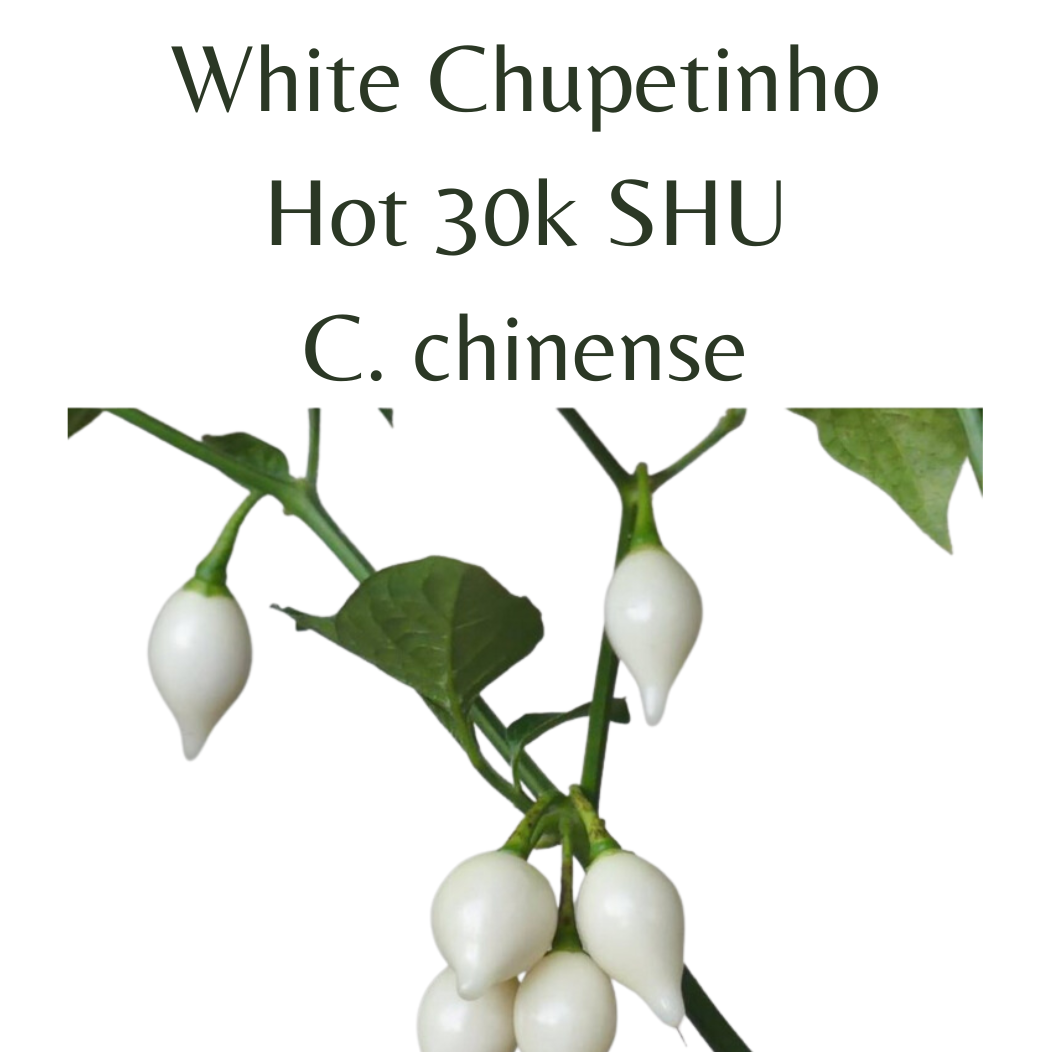 White Chupetinho Chilli Seeds (10 seeds)