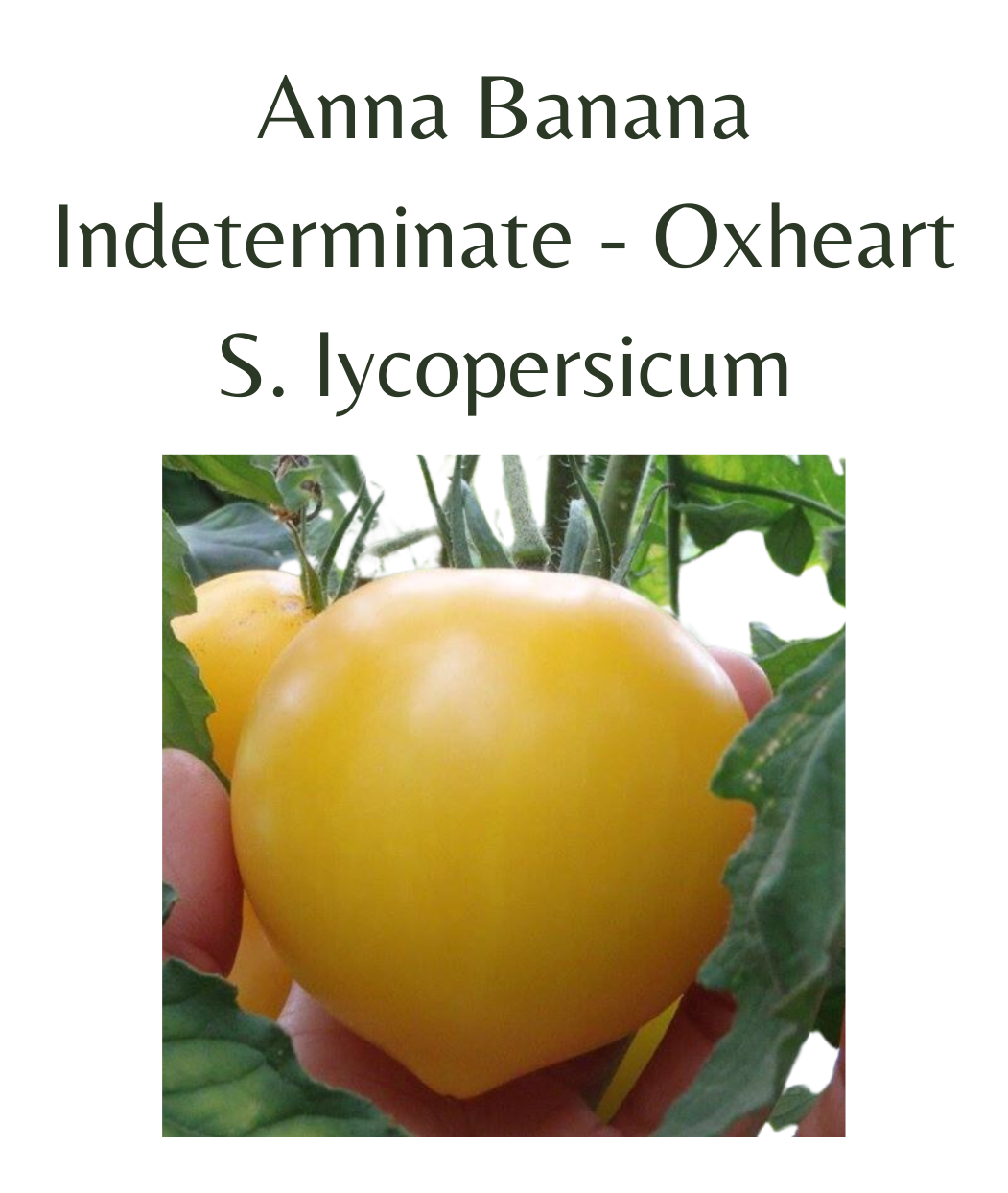 Anna Banana Tomato (10 seeds)