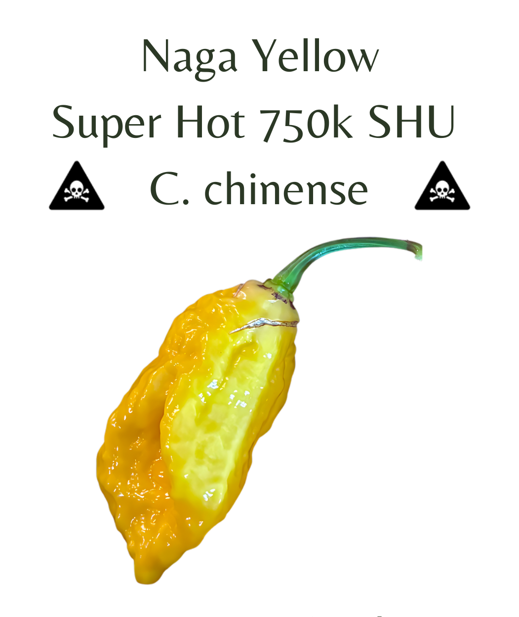 Naga Yellow Chilli Seeds (10 seeds)