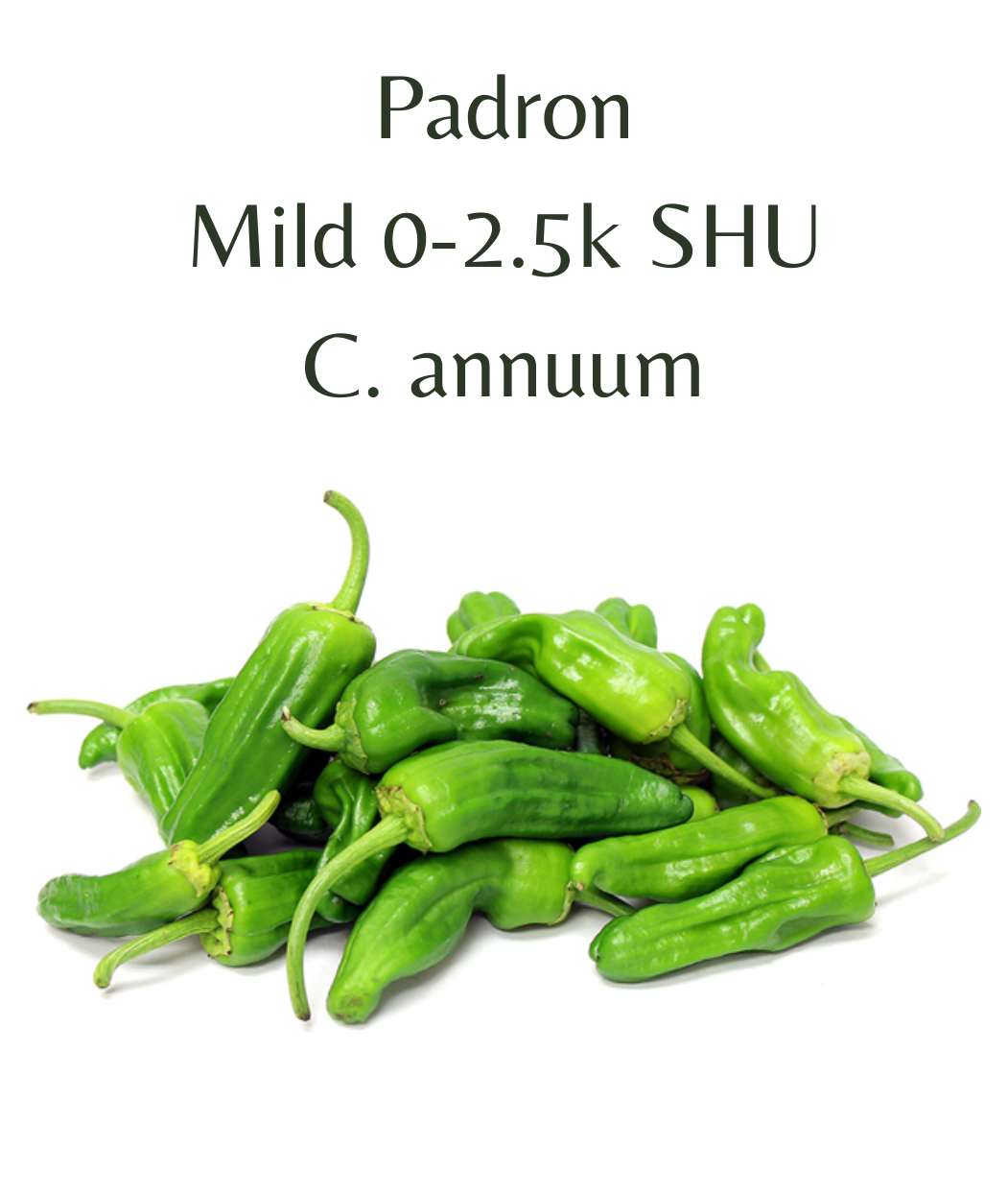Padron Chilli Seeds (10 seeds)