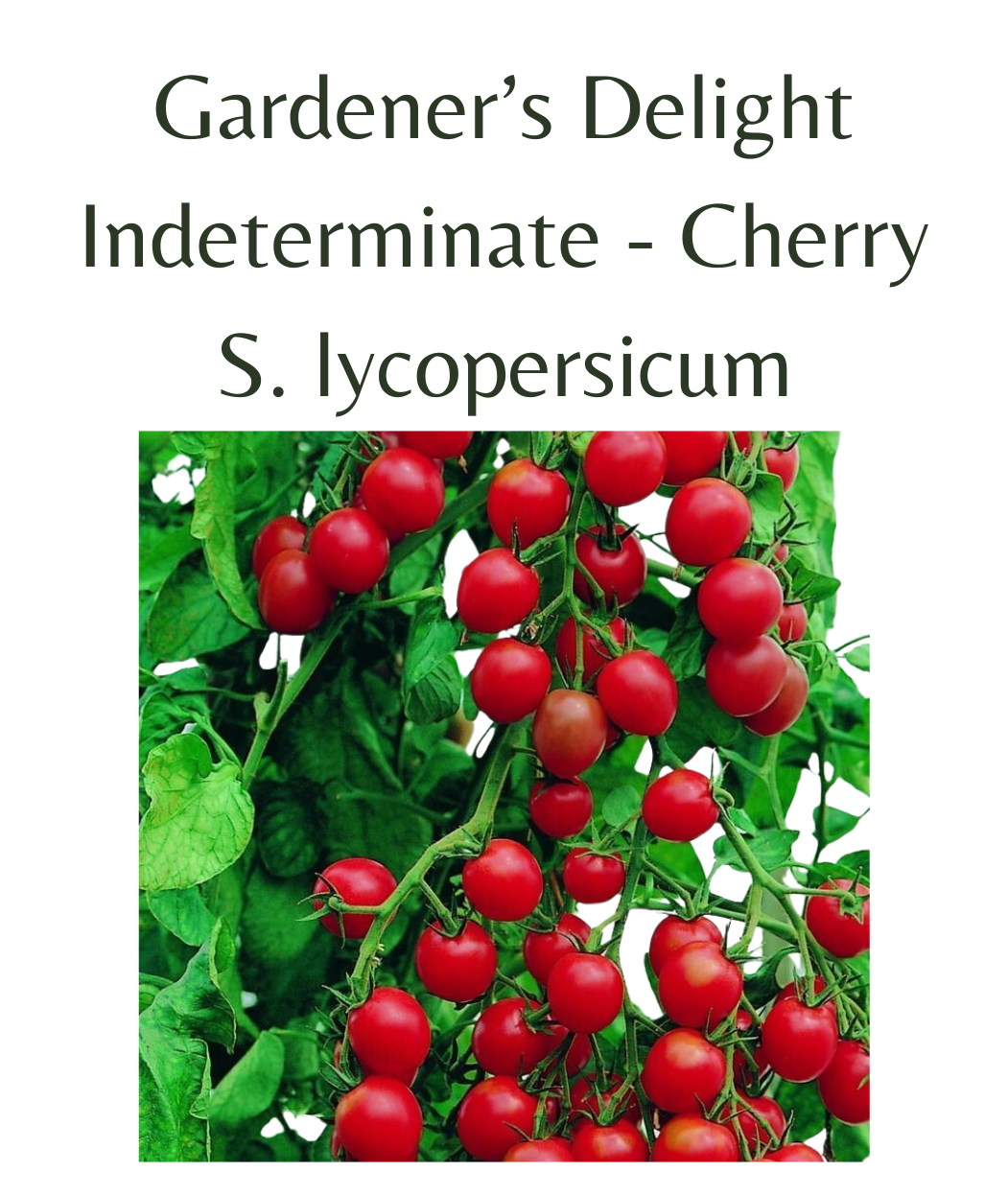 Gardener’s Delight Cherry Tomato (10 seeds)