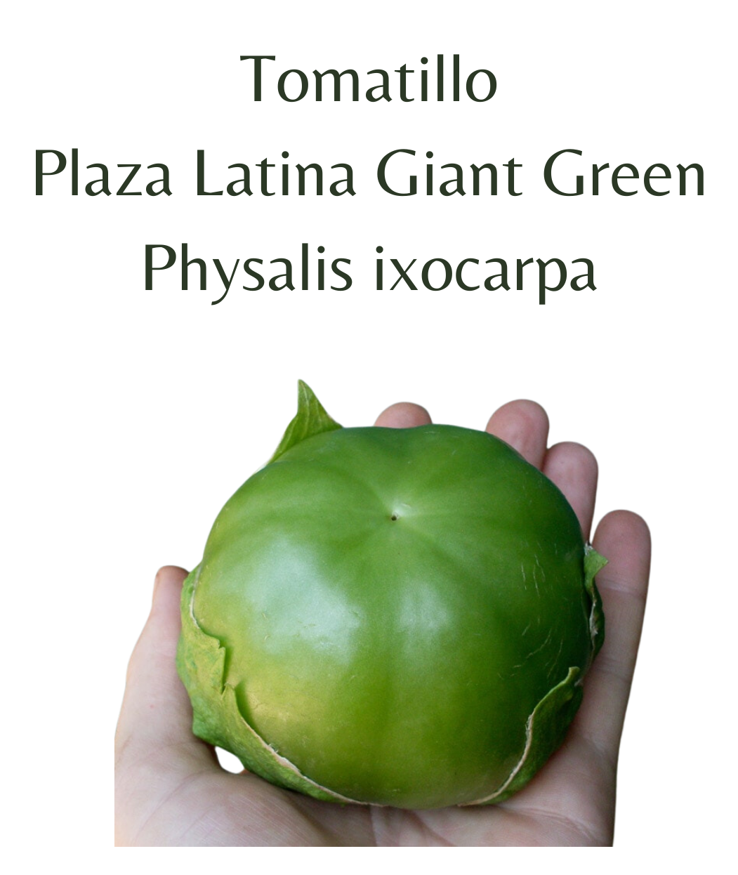 Tomatillo Plaza Latina Giant Green (10 seeds)