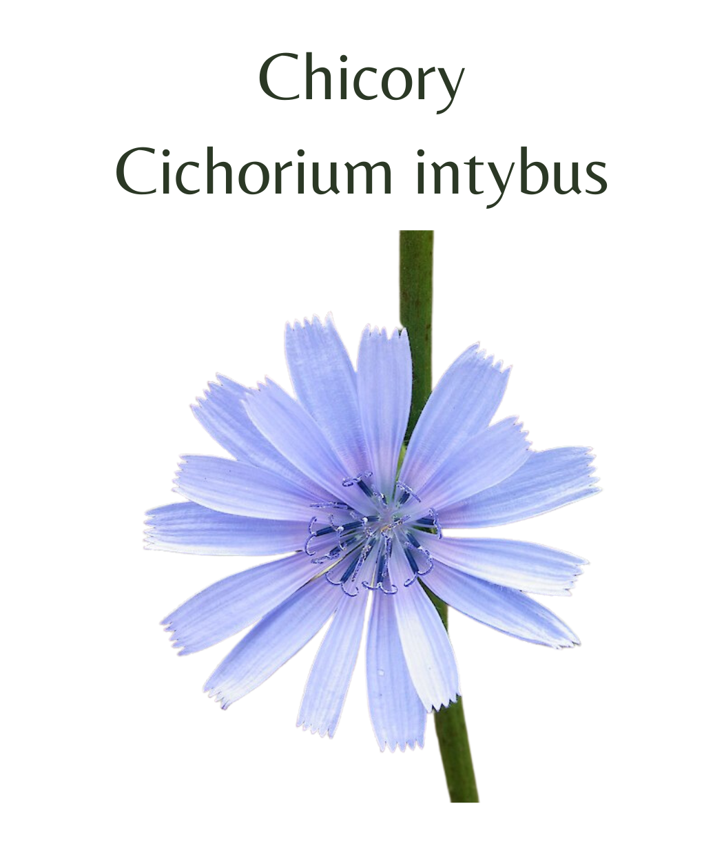 Chicory Root (250 seeds)