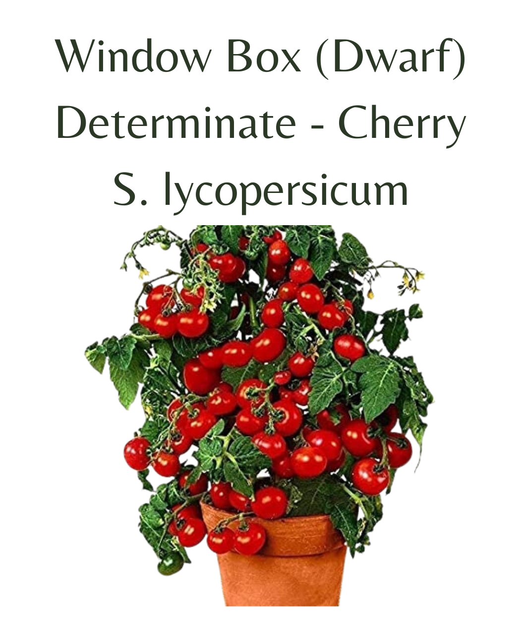 Window Box Tomato (10 seeds)