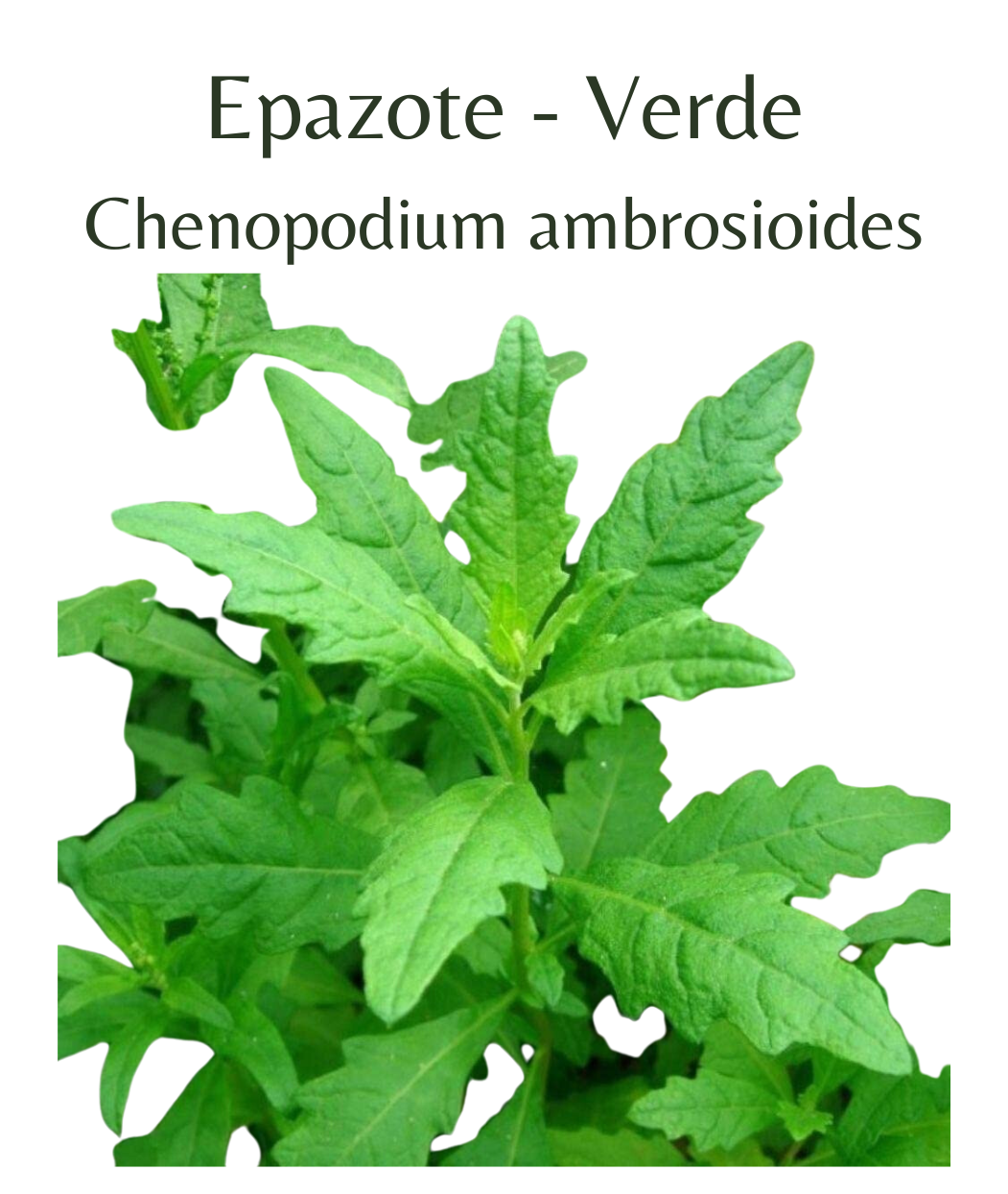 Epazote - Verde (50 seeds)