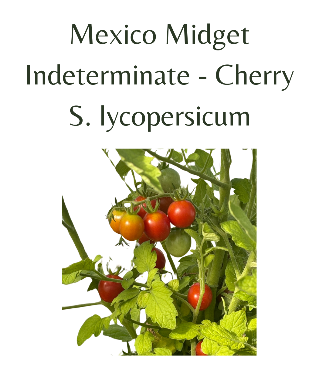 Mexico Midget Tomato (10 seeds)