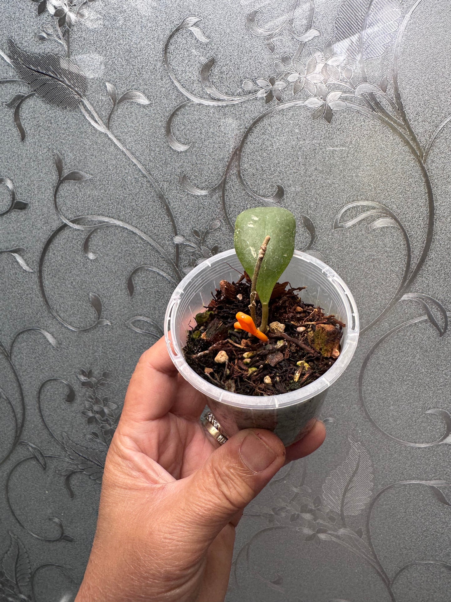Hoya isabelchanae, Very rare
