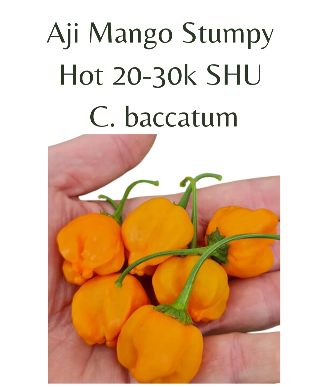 Aji Mango Stumpy Chilli Seeds (10 seeds) - Rasmussen Gardens