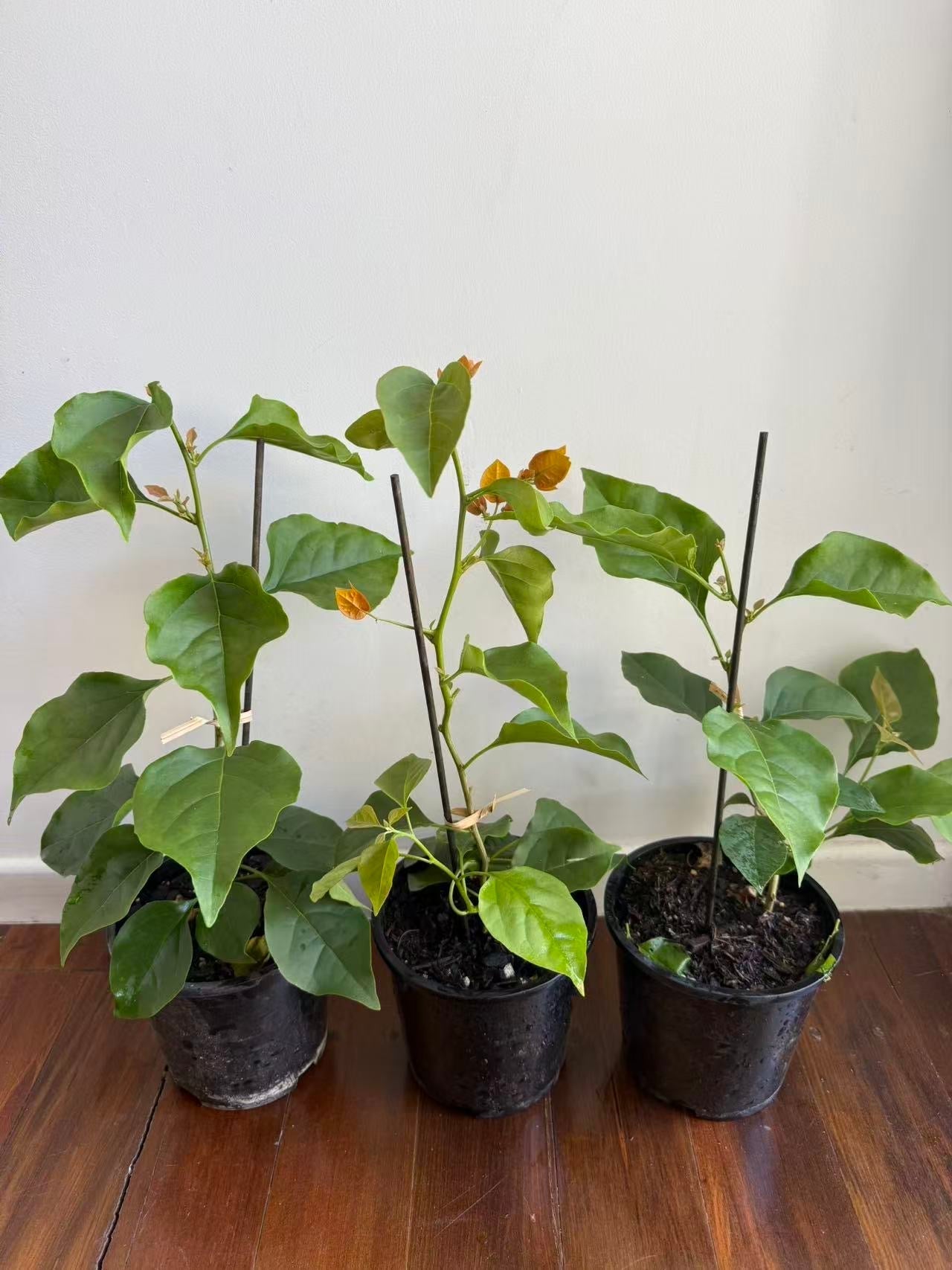Bougainvillea 'Hawaiian Orange'