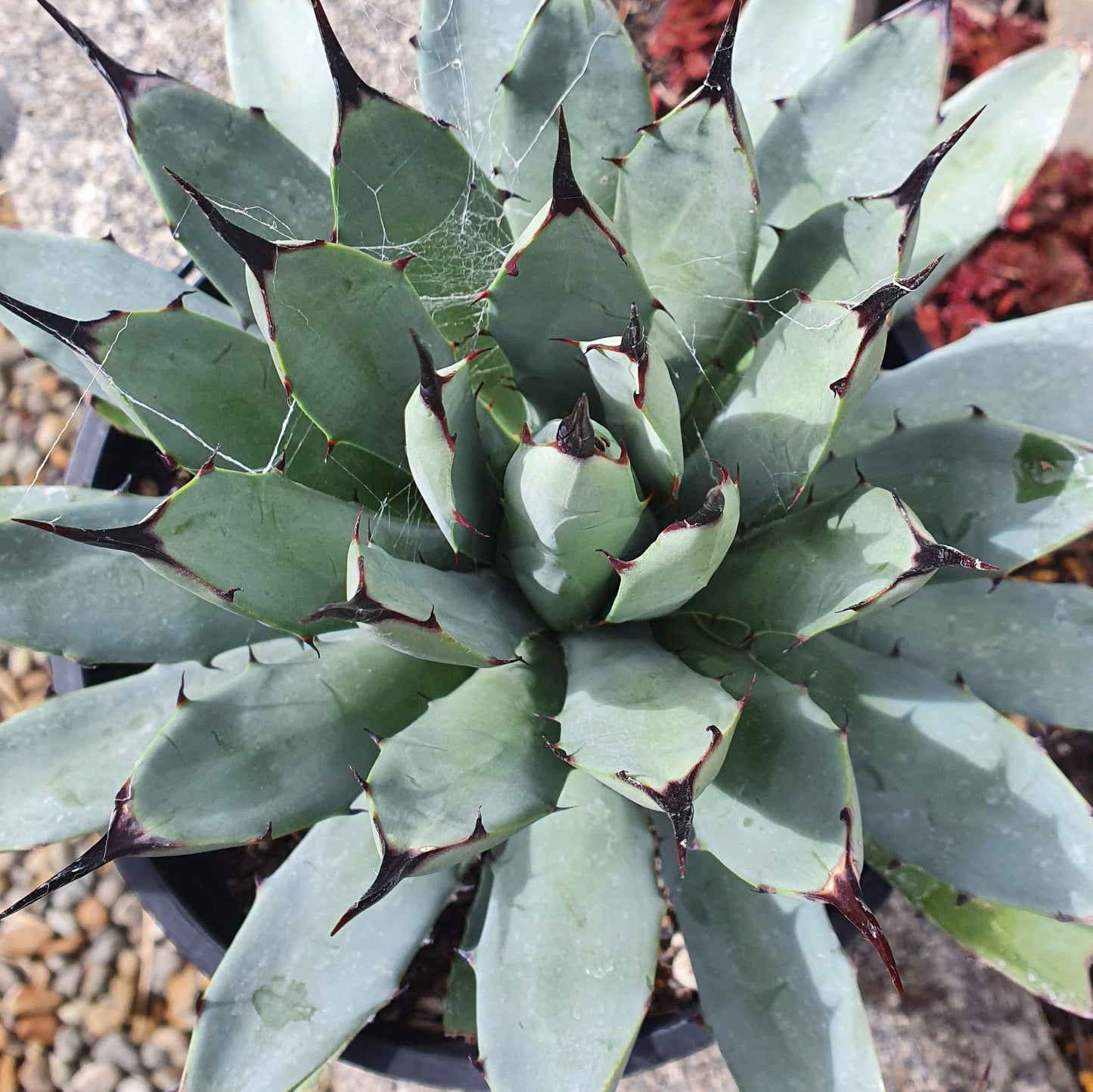 Agave Little Penguins