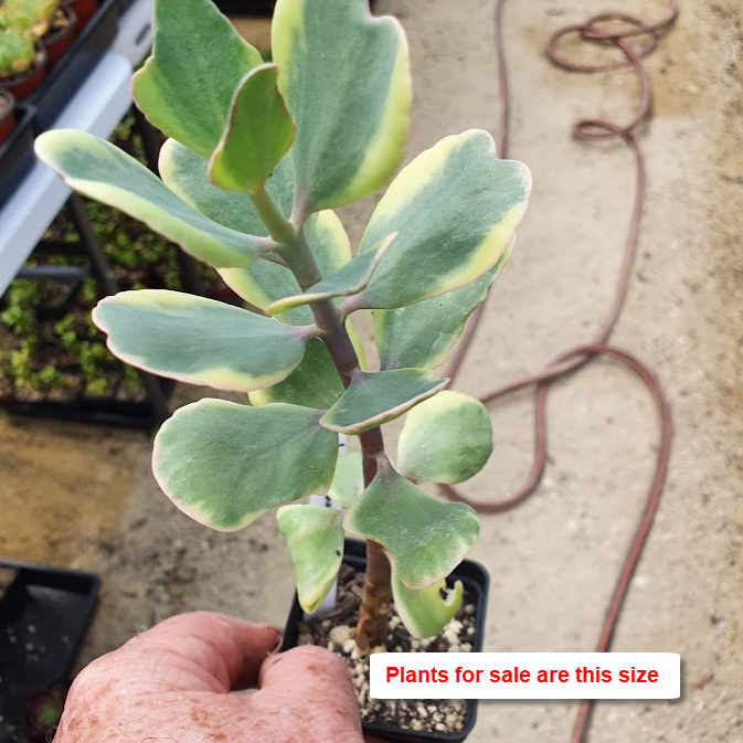 Kalanchoe Fedtschenkoi Variegata | Variegated Lavender Scallops