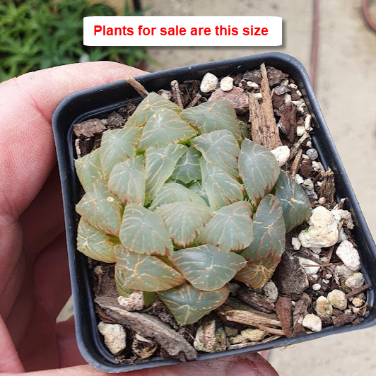 Haworthia Cooperi var. Pilifera