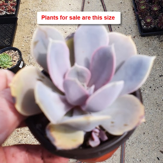 Echeveria Purple Pearl