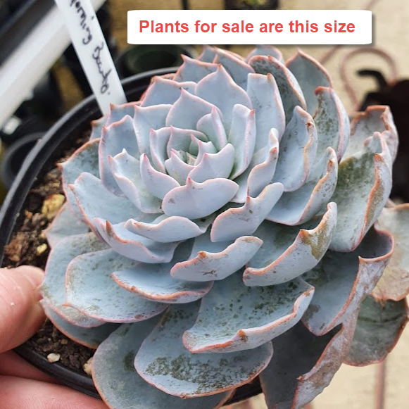 Echeveria Morning Beauty
