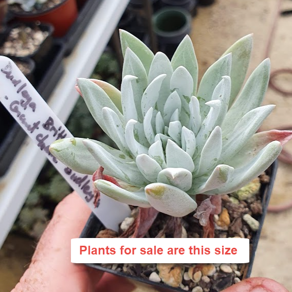 Dudleya Brittonii | Giant Chalk Dudleya