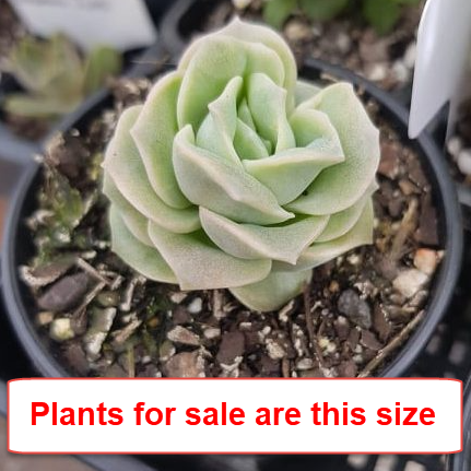 Graptoveria Lovely Rose