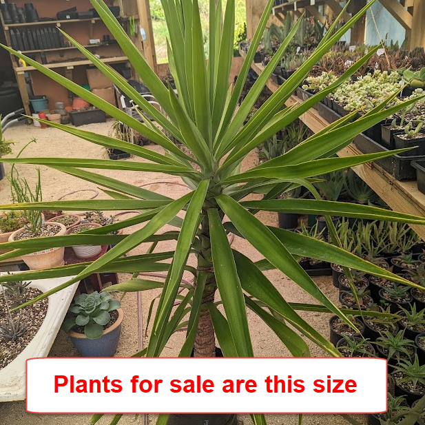Yucca Elephantipes | Spineless Yucca