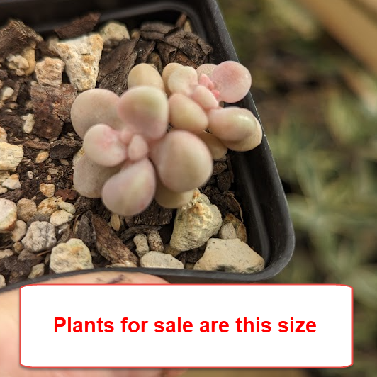 Graptopetalum Amethystinum | Lavender Pebbles