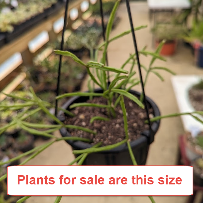 Rhipsalis Sulcata | Stick Cactus