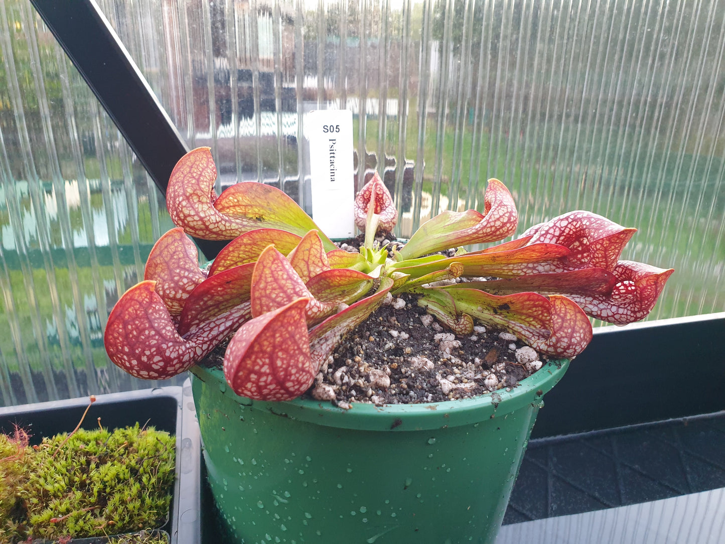 SEED - Sarracenia psittacina var. okefenokeensis (Covington County, Alabama, USA) - Parrot Pitcher Plant - 10+ Per Packet