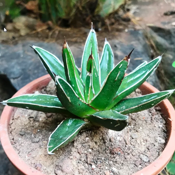 Agave Victoriae Reginae | Queen Victoria Century Plant