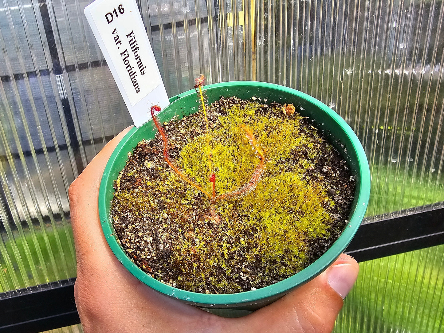 Drosera filiformis var. floridiana - Sundew