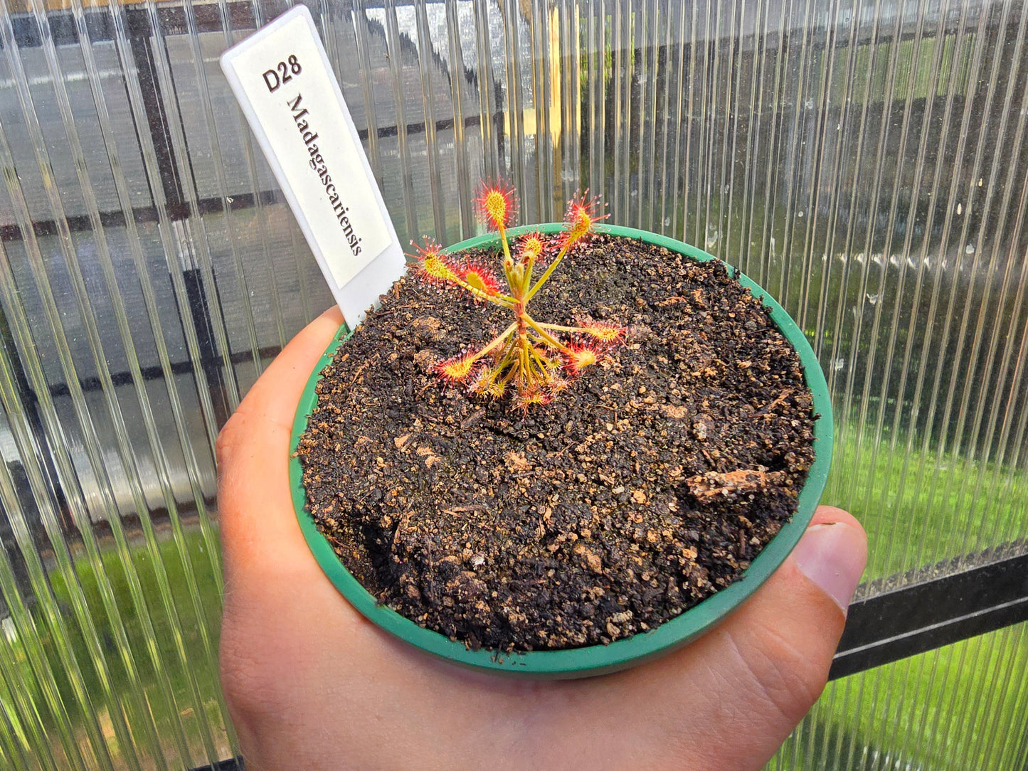 Drosera madagascariensis - Sundew