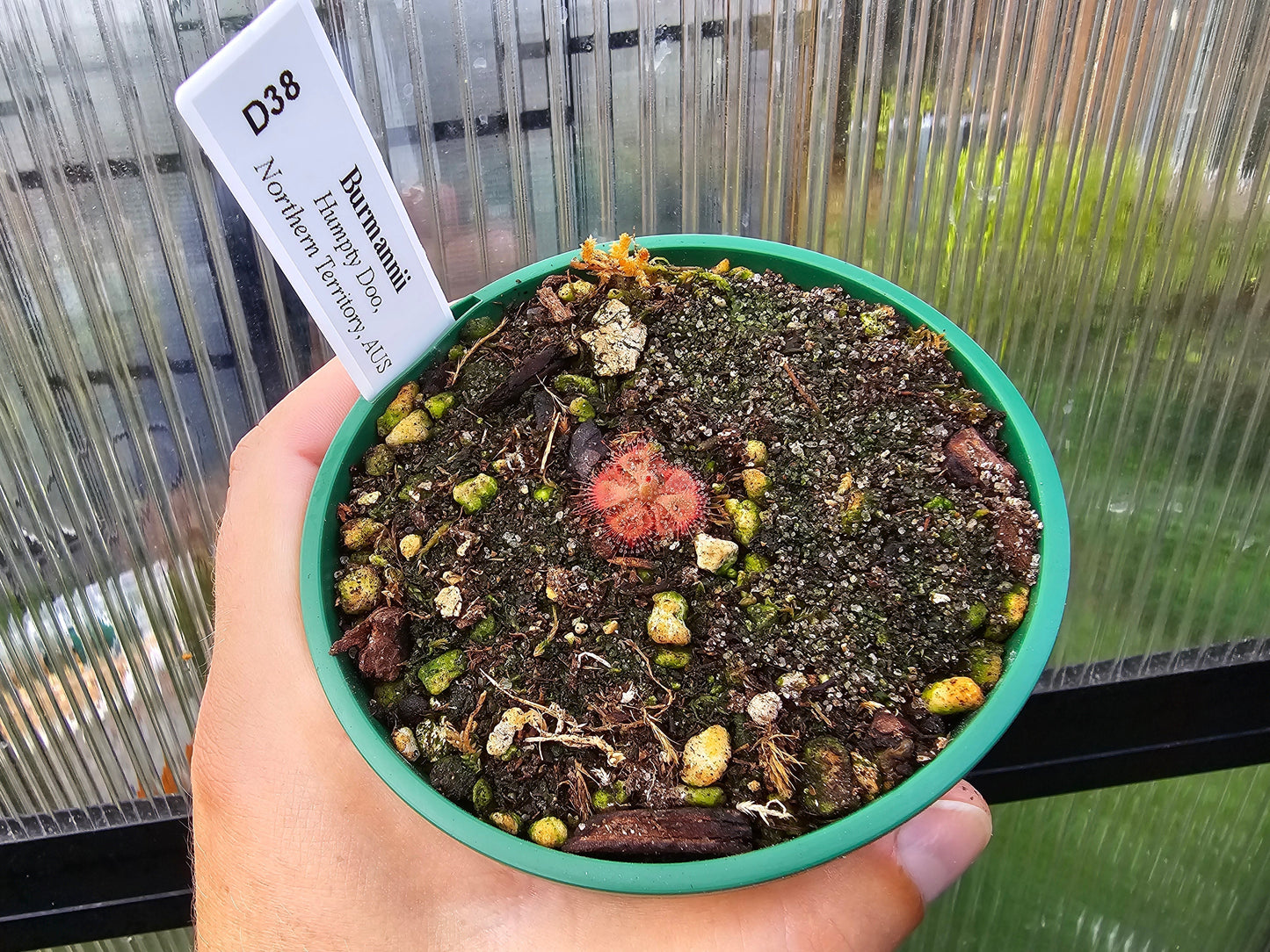 Drosera burmanii (Humpty Doo, Northern Territory, AustraliaHumpty Doo, Northern Territory, Australia) - Sundew