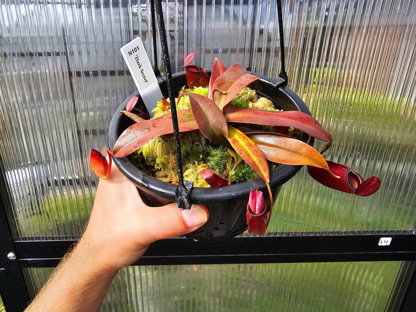 Nepenthes 'Dark Secret' - Lowland Tropical Pitcher Plant