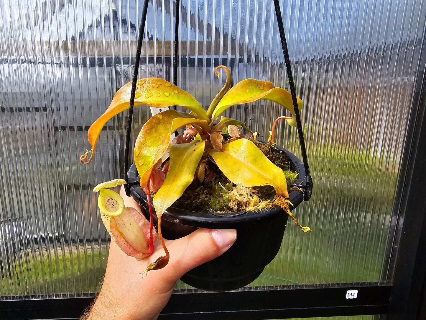 Nepenthes 'Susan' - Lowland Tropical Pitcher Plant