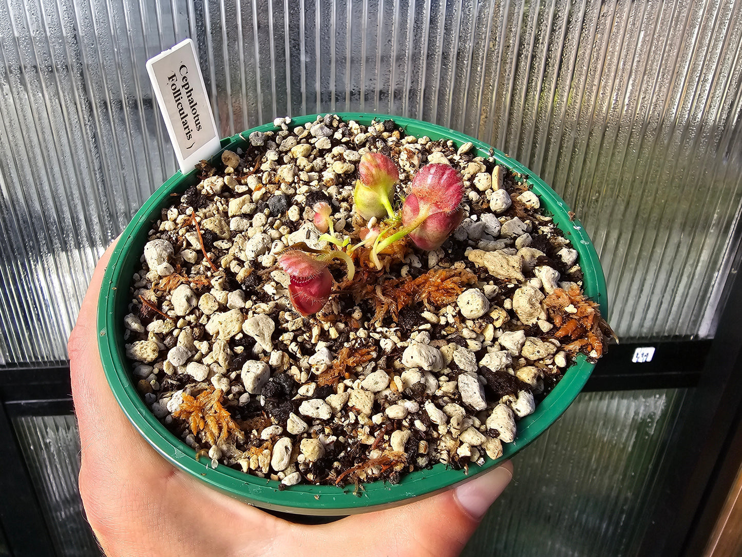 Cephalotus follicularis - Australian Pitcher Plant