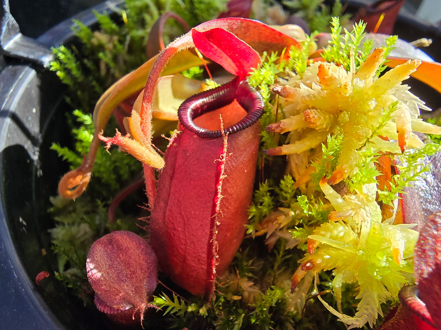 Nepenthes 'Dark Secret' - Lowland Tropical Pitcher Plant