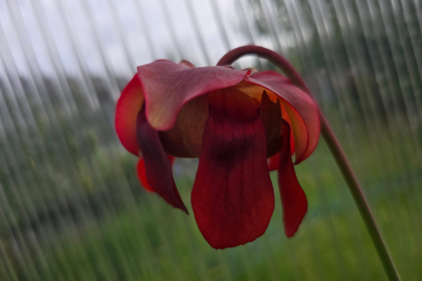 SEED - Sarracenia leucophylla var. leucophylla (Baldwin County, Alabama, USA) - White Pitcher Plant - 10+ Per Packet