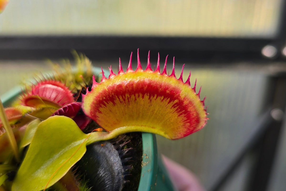 Dionaea muscipula 'Jaws' - Venus Fly Trap