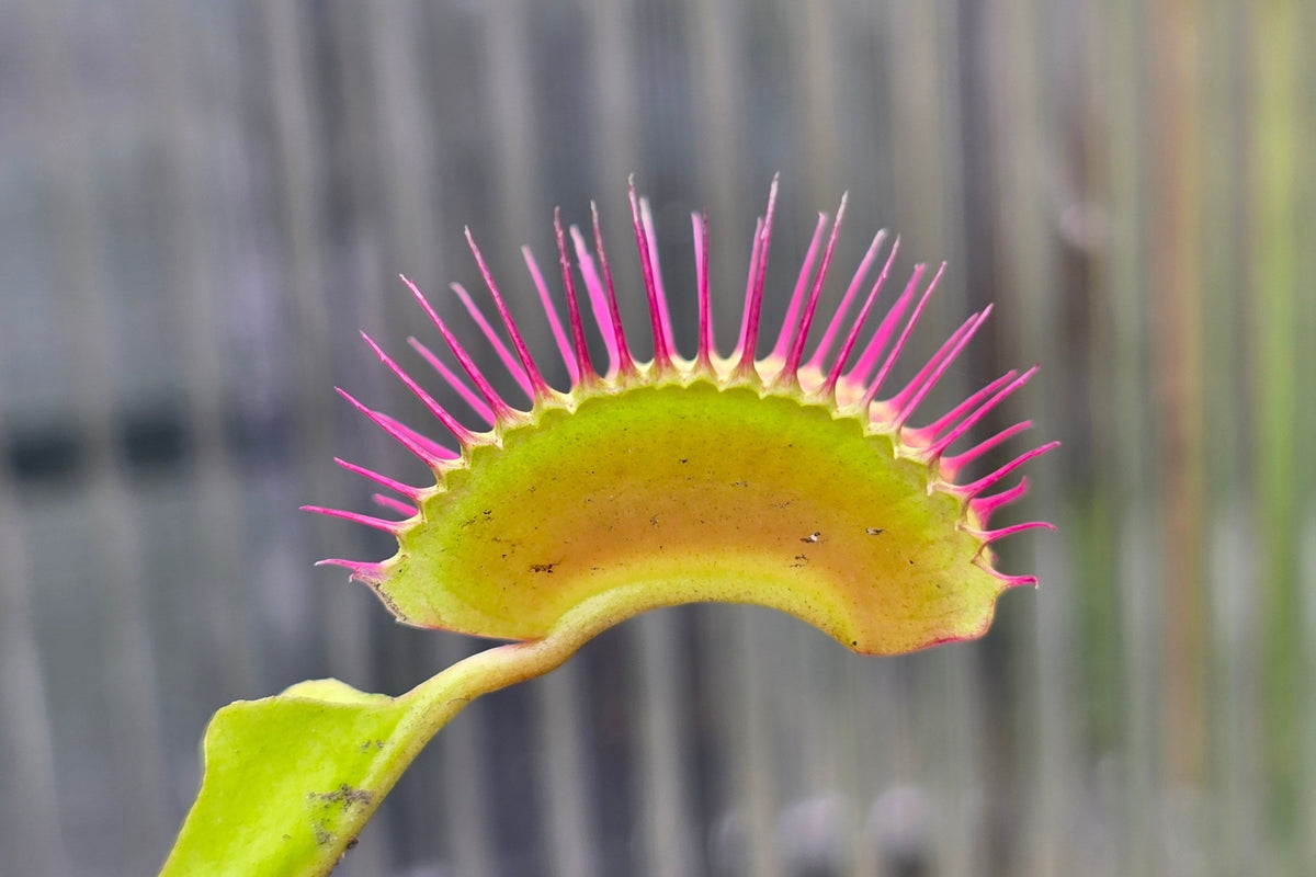 Dionaea muscipula 'Giant B52' F1 - Venus Fly Trap